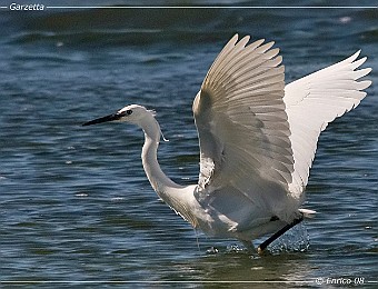 Animali 246